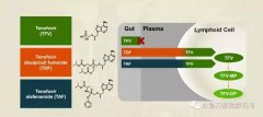 替诺福韦艾拉酚胺(TAF)III期研究结果揭示：96周无耐药，病毒抑制强