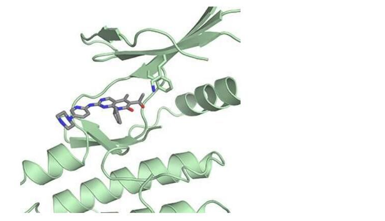 Science：揭示乳腺癌药物帕博西尼的新型作用机制